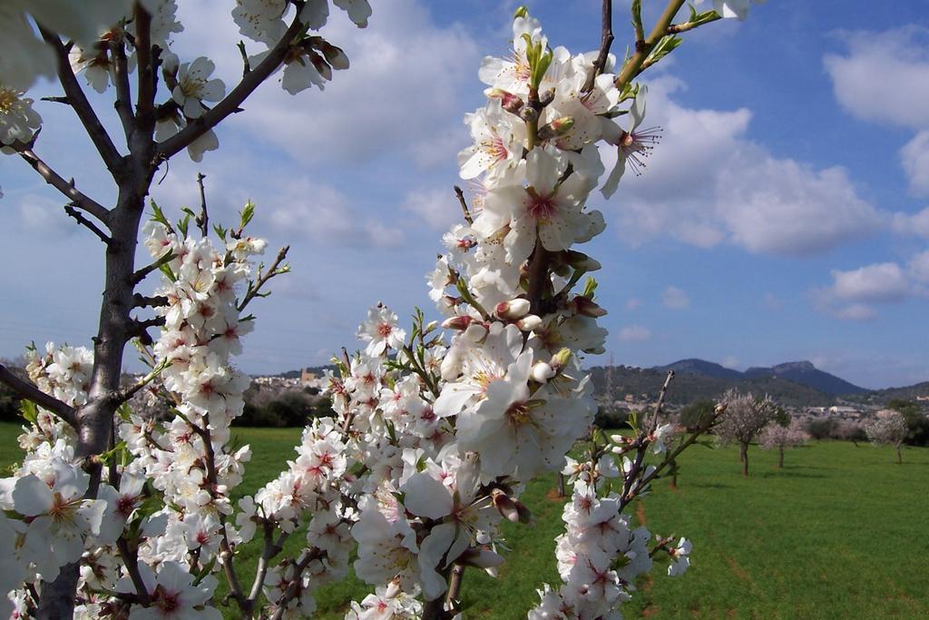 S'Horta Agroturisme Can Bessol חדר תמונה